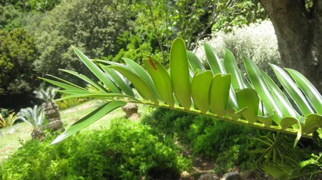 A fresh green frond curves outward above mossy ground.