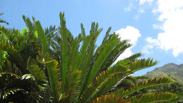 Upright green fronds spread against blue sky.