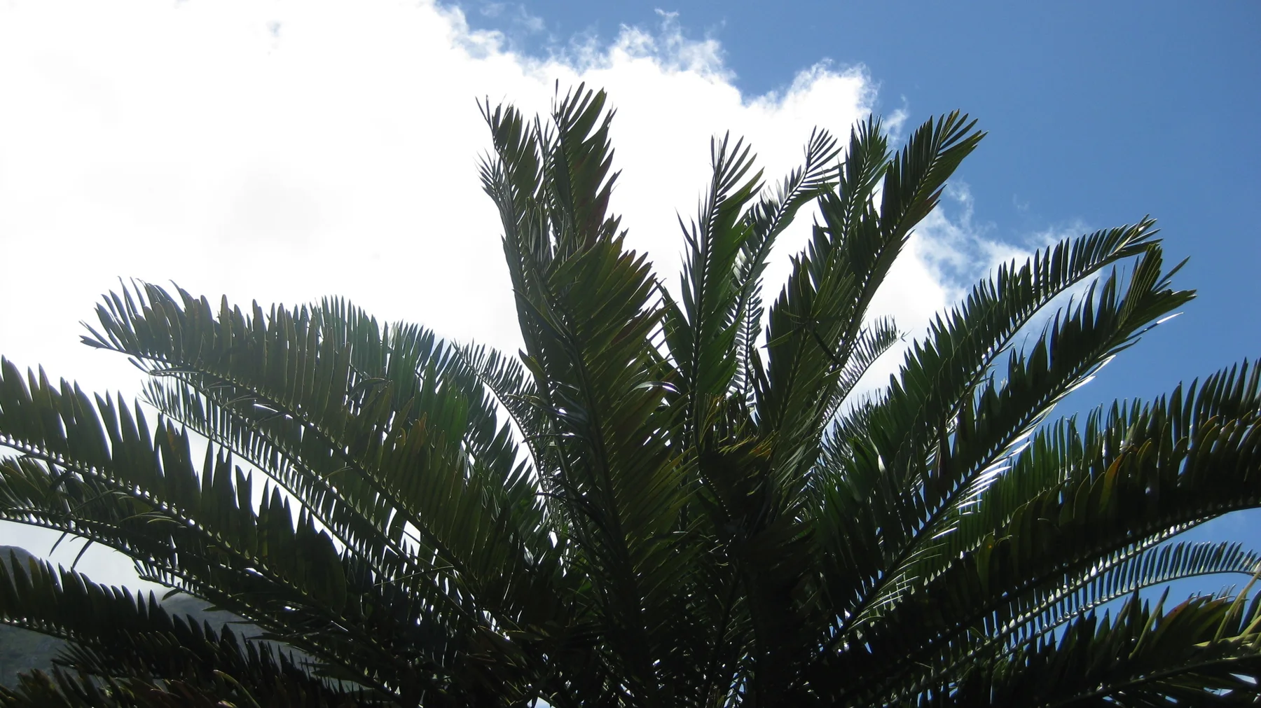 Dark fronds silhouette against bright white clouds.