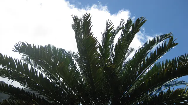 Dark fronds silhouette against bright white clouds.