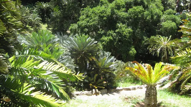 Overlapping fronds and trees fill a densely planted garden.