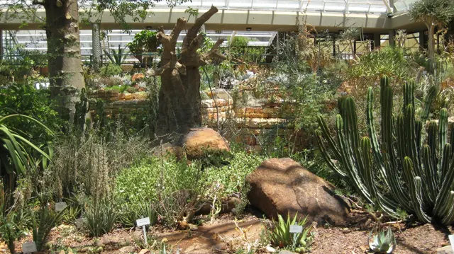 Diverse dry-climate plants grow among rocks beneath a glass roof.