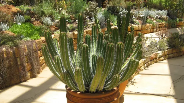 A tall branching ribbed plant grows in a large pot.