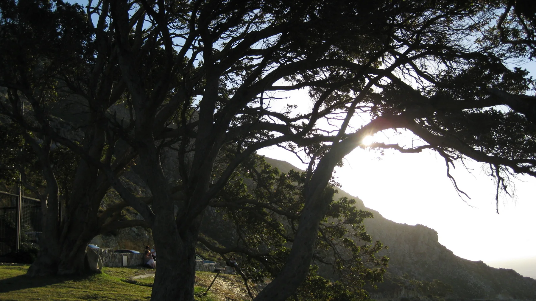 Sunlight filters through a dark branching tree above a slope.