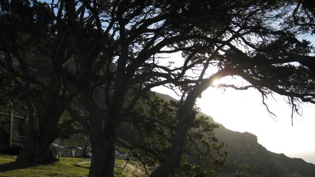 Sunlight filters through a dark branching tree above a slope.
