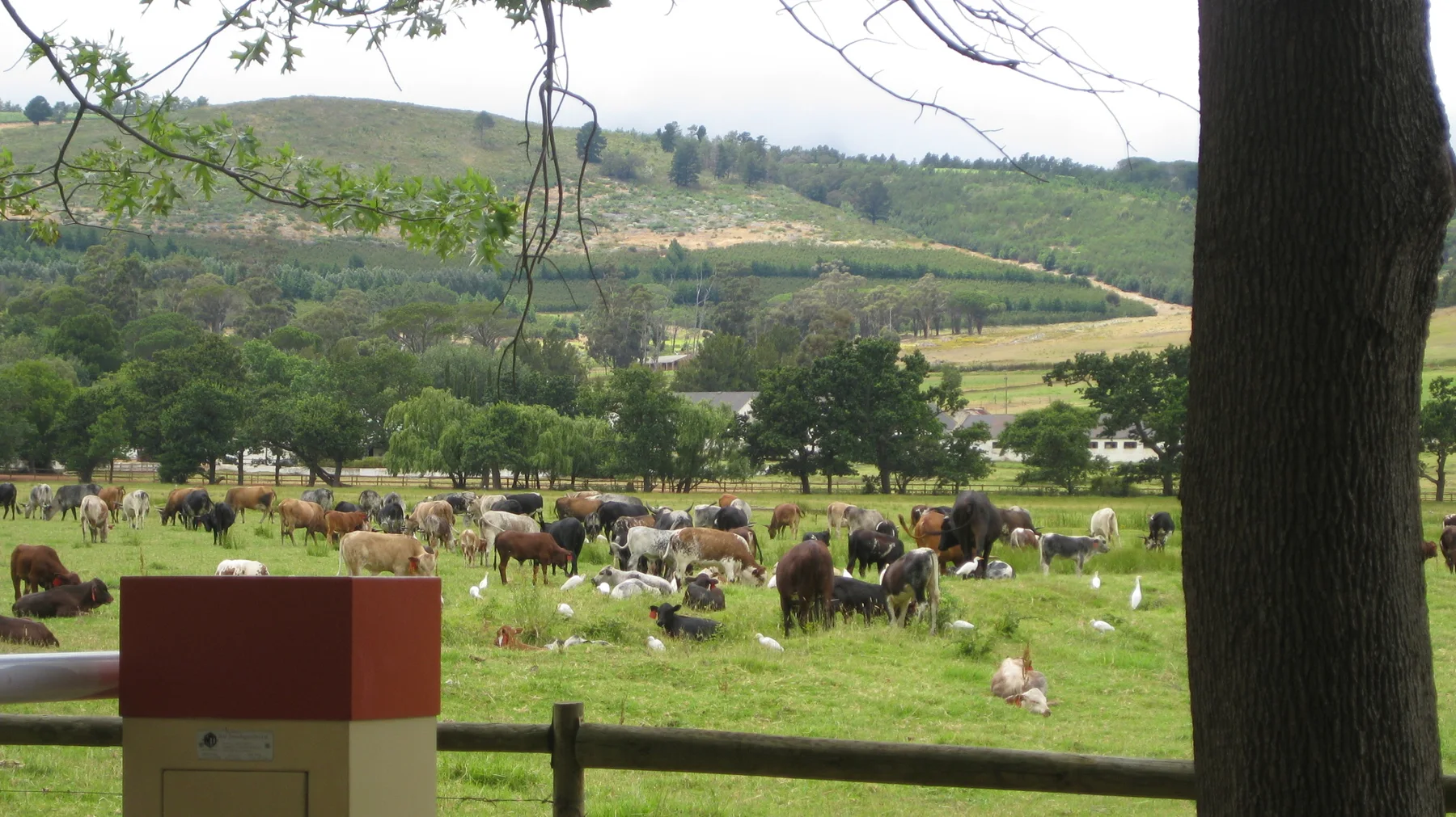 A herd of cattle gathers in a green field beyond a wooden fence.