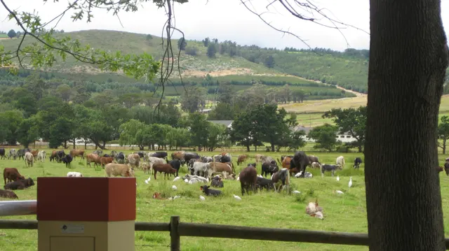 A herd of cattle gathers in a green field beyond a wooden fence.