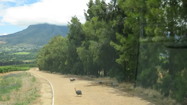 Two birds stand on a dirt lane beside tall trees.