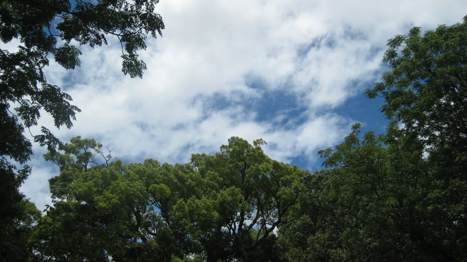 White clouds show between green tree crowns.