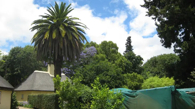 A tall palm rises above garden trees and low roofs.