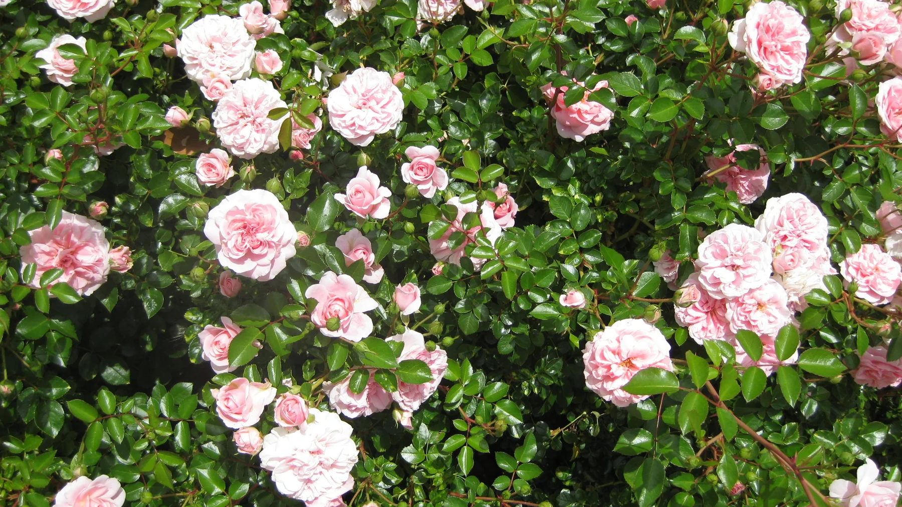 Pale pink roses scatter across a sunlit leafy bush.