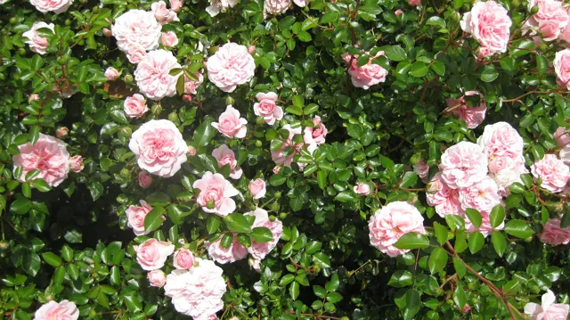 Pale pink roses scatter across a sunlit leafy bush.