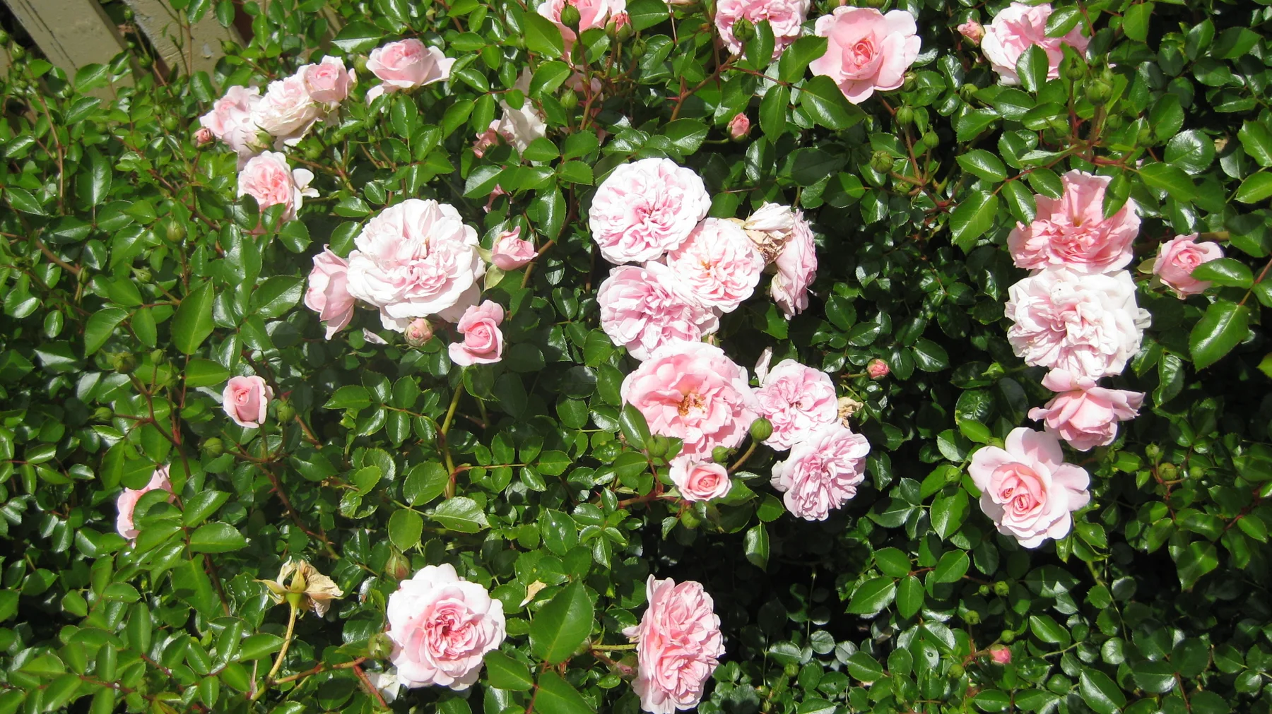 Clusters of pink roses cover a dense wall of leaves.