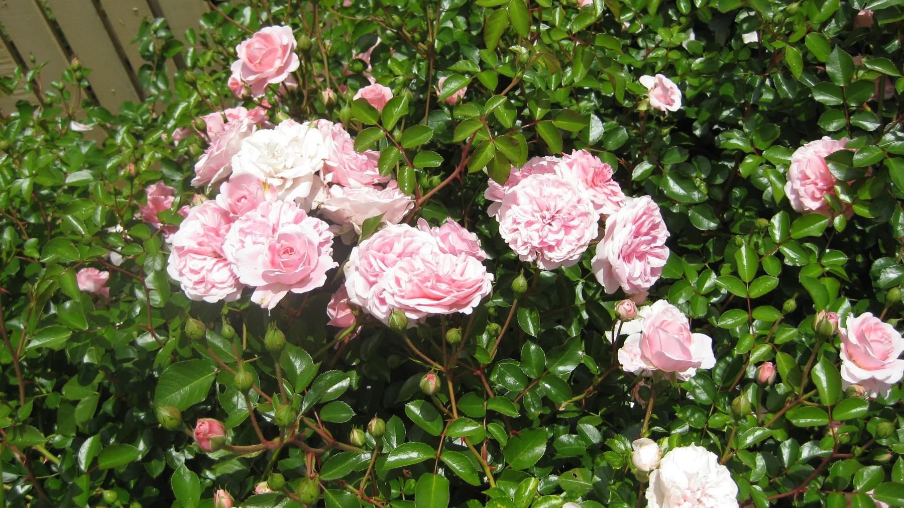 Soft pink rose heads gather above glossy green leaves.