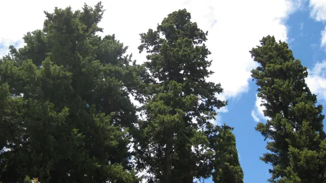Tall dark trees rise against patches of blue sky.