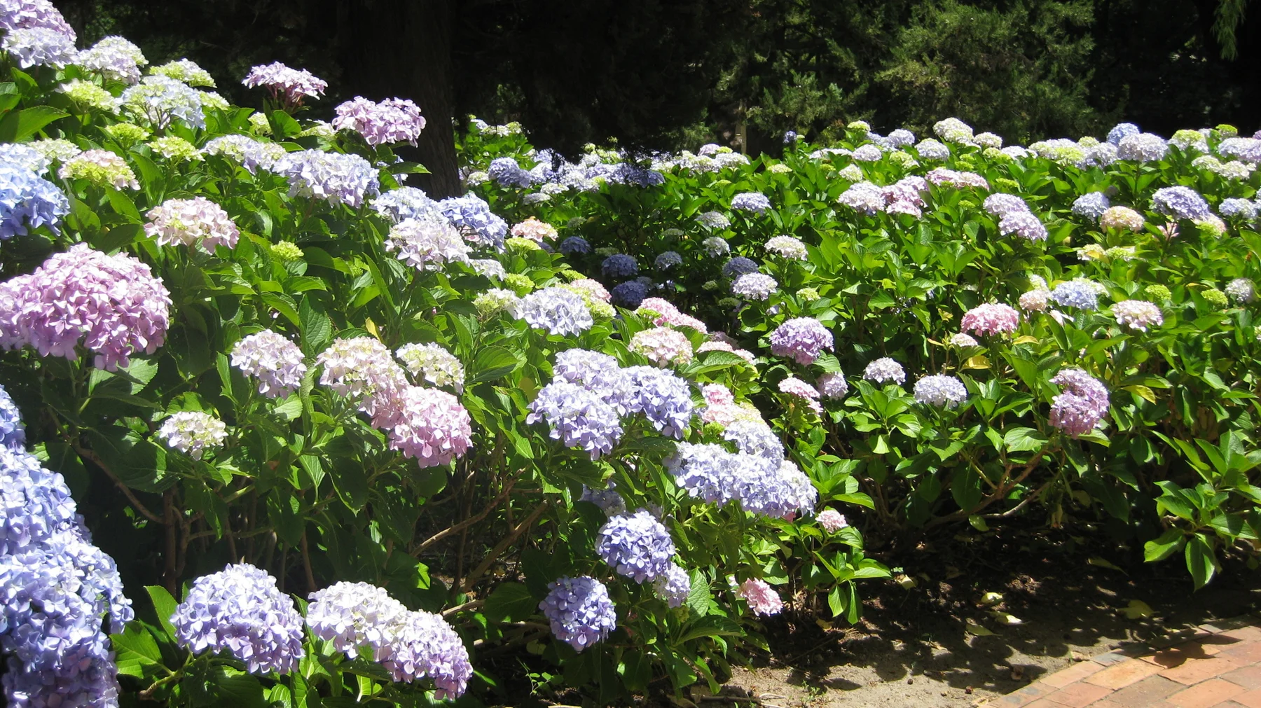 Blue, pink and pale hydrangea heads fill a broad planted border.