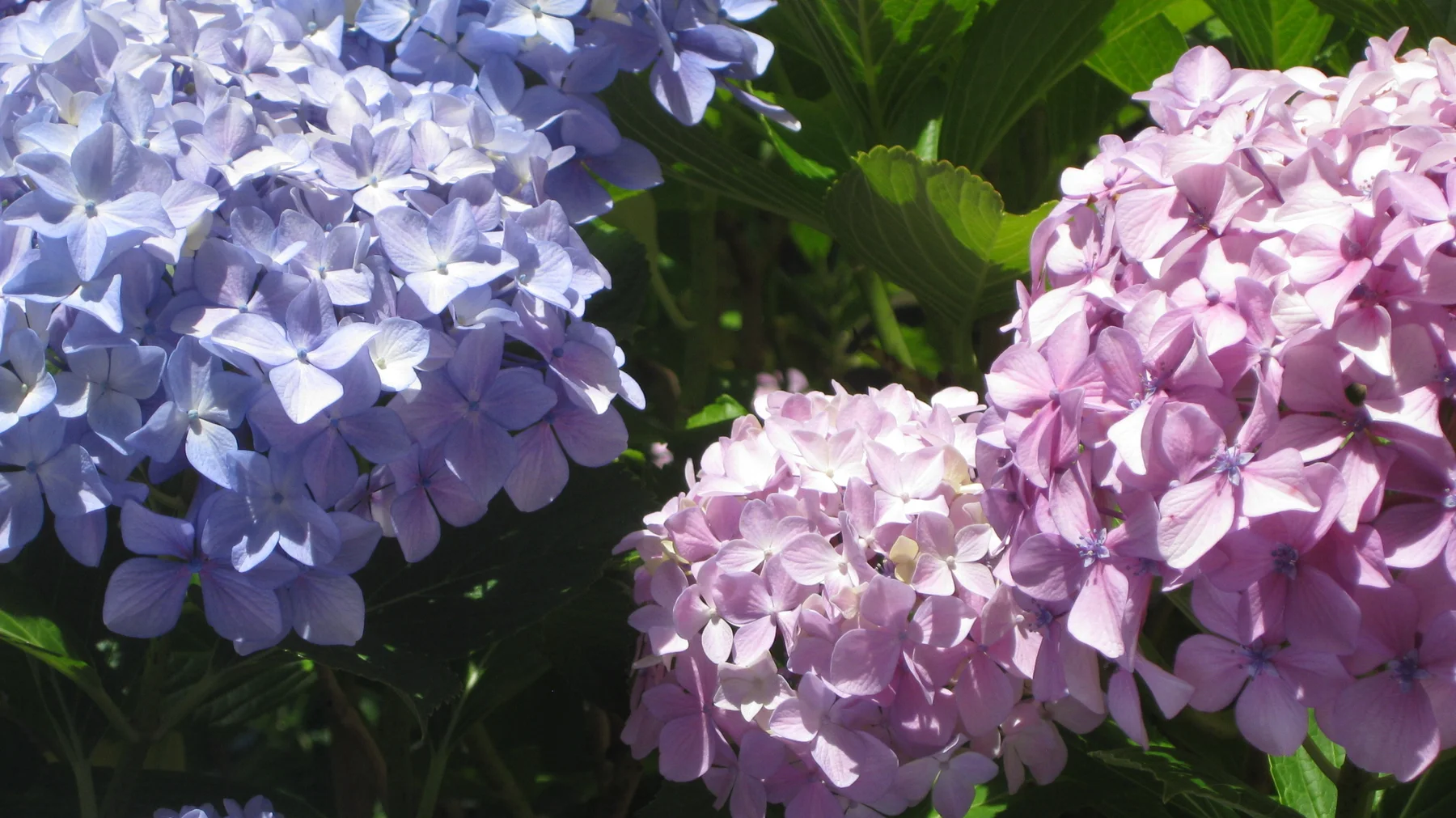Blue and pink hydrangea heads overlap in a close view.