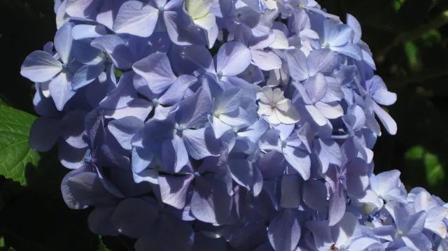 Blue petals form a rounded hydrangea flower head.