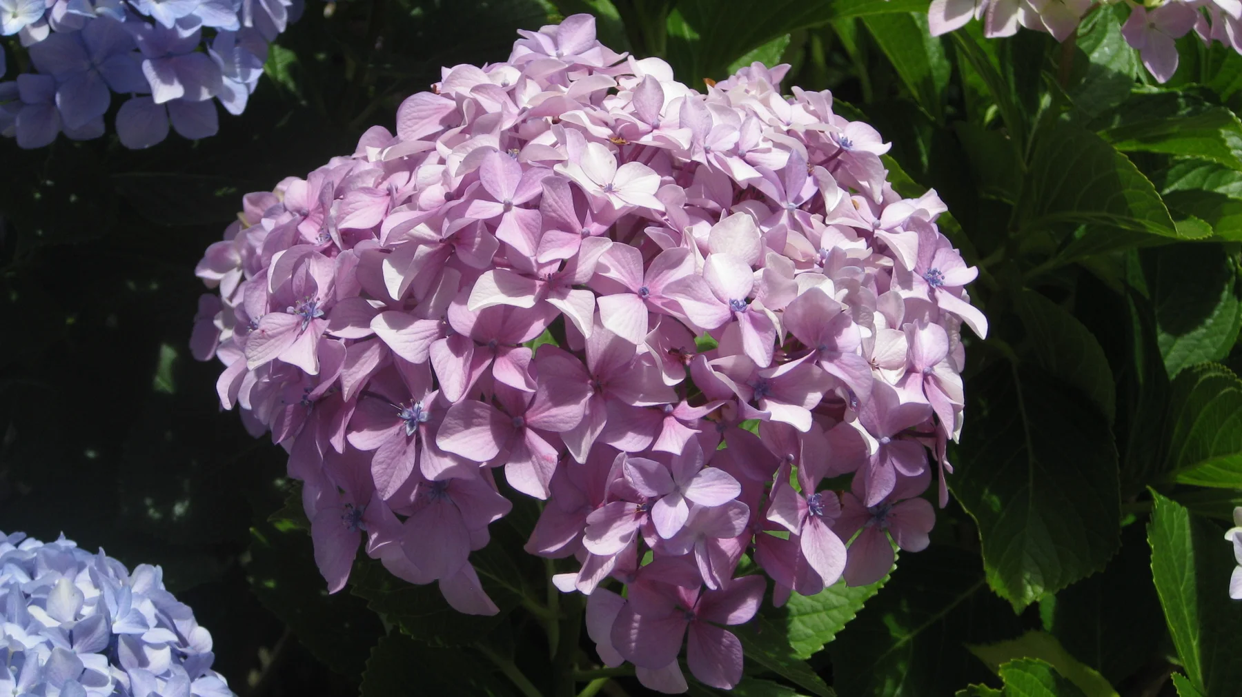 Pale pink petals cluster in a rounded hydrangea head.