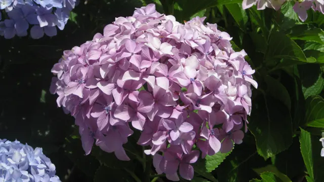 Pale pink petals cluster in a rounded hydrangea head.