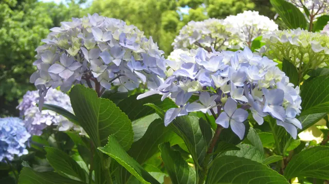 Pale blue hydrangeas rise above broad veined leaves.