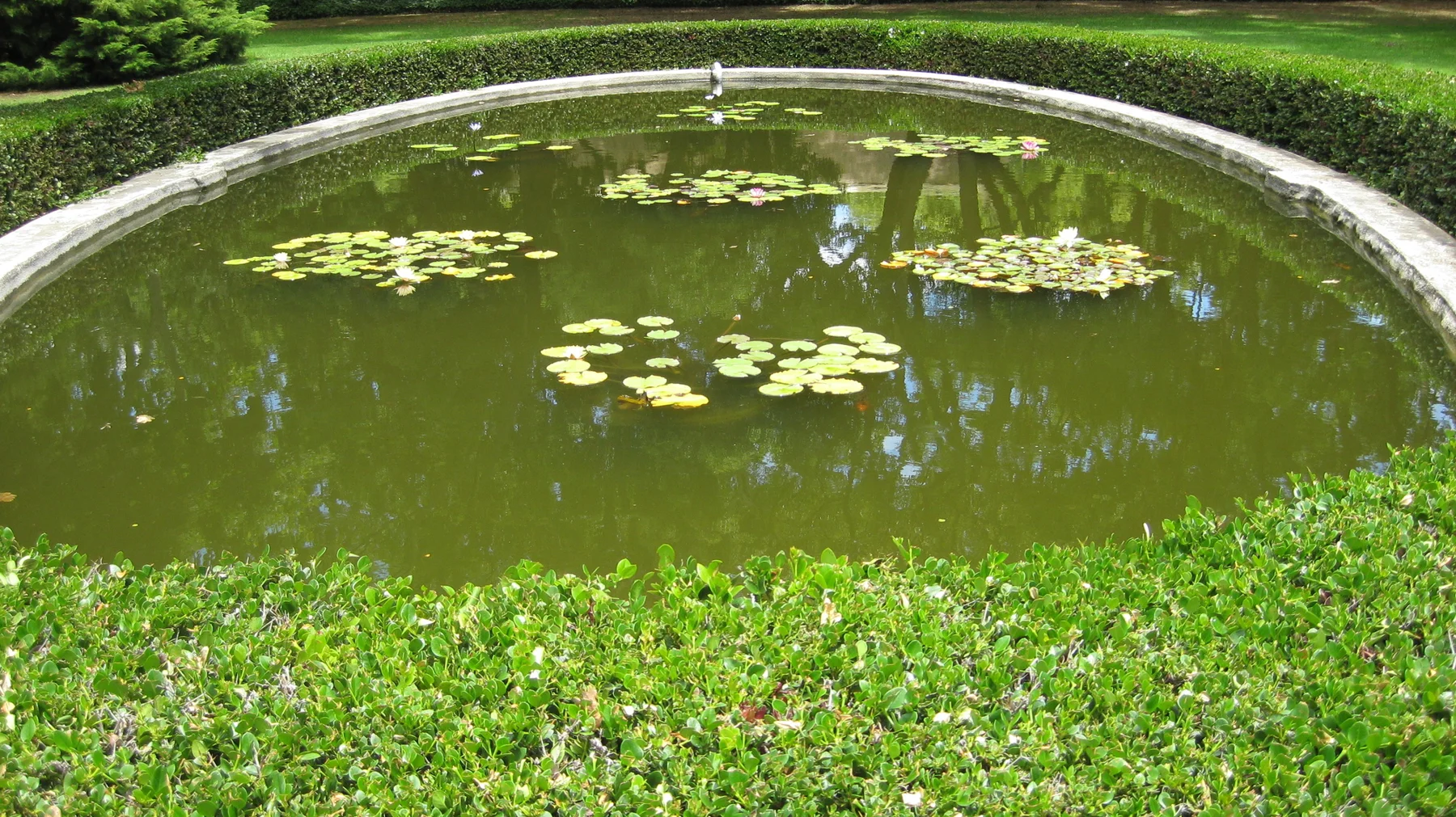 Floating leaves dot a round pond enclosed by clipped hedges.