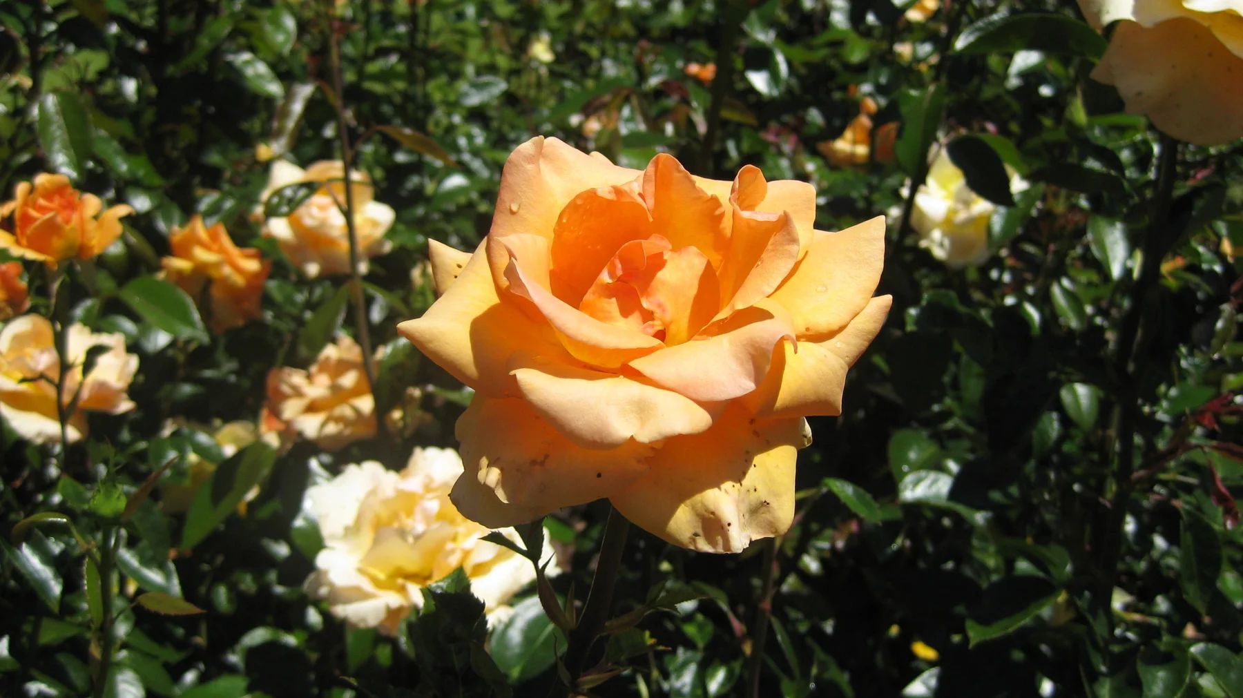 A golden-orange rose opens among dark green leaves.