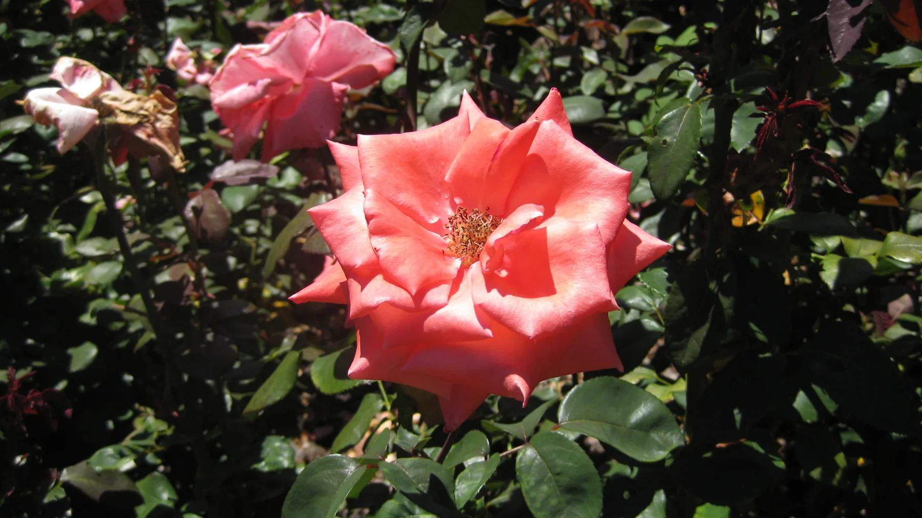 A coral-colored rose opens in bright sunlight.