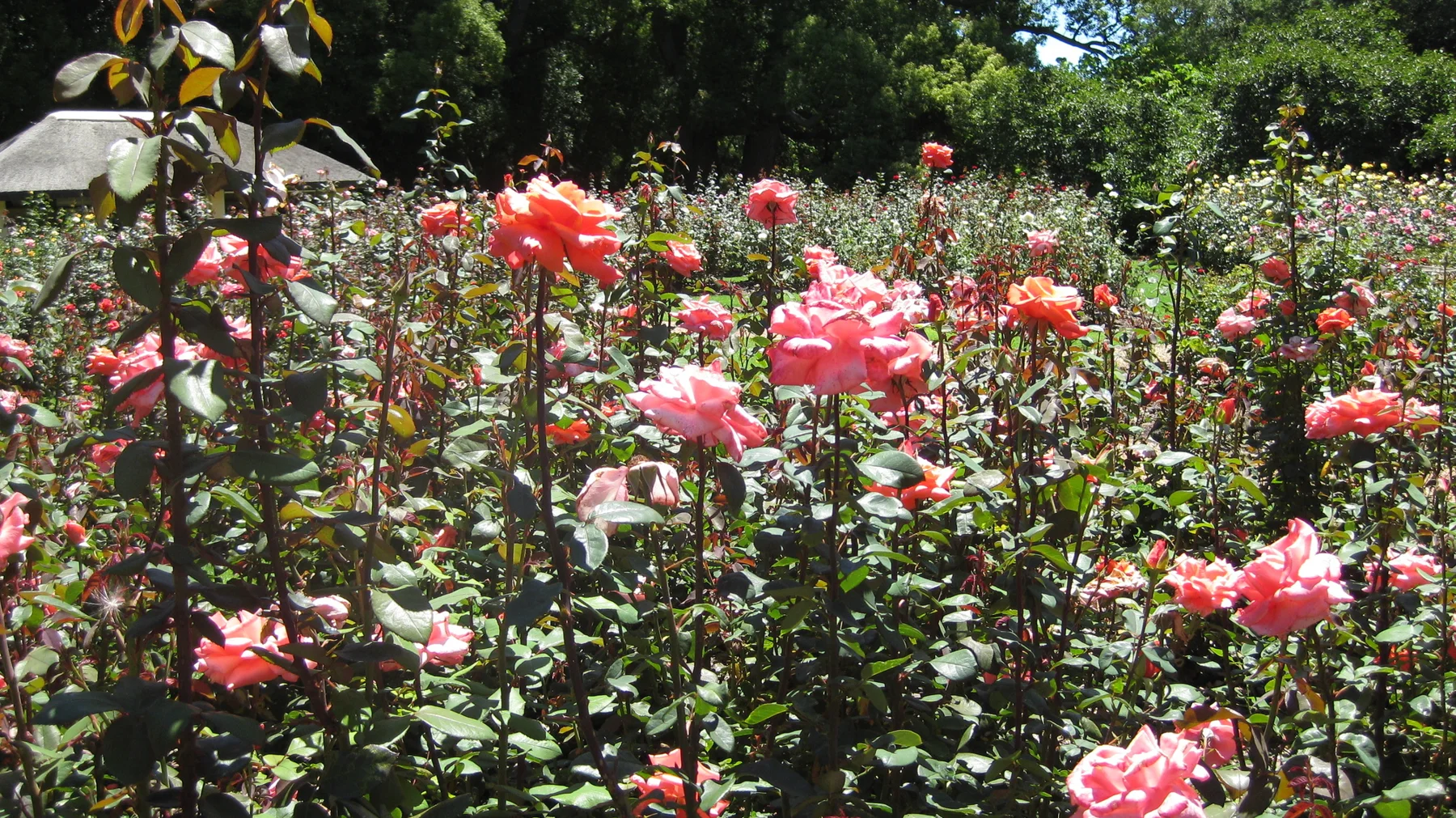 Rows of pink and coral roses fill a sunny garden.