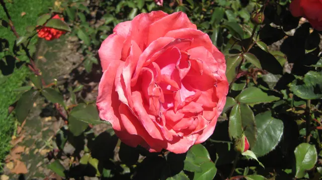 Layered pink petals fill a close view of a rose.