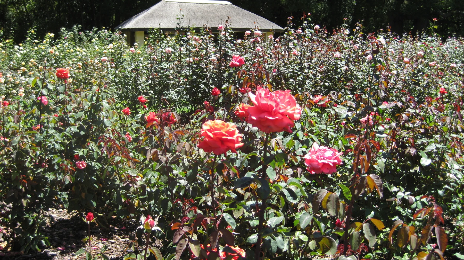 A small pavilion roof rises beyond a dense rose garden.
