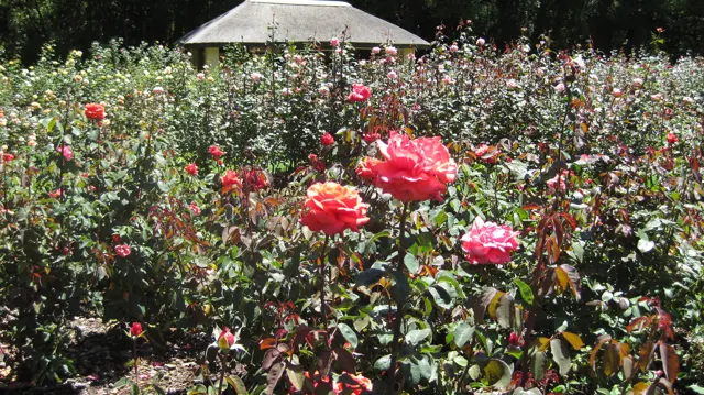 A small pavilion roof rises beyond a dense rose garden.