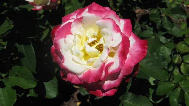 A rose has creamy inner petals and vivid pink outer edges.