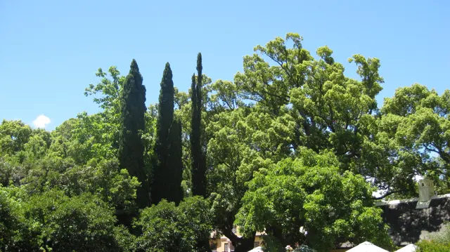 Tall slender conifers rise among broad leafy trees.
