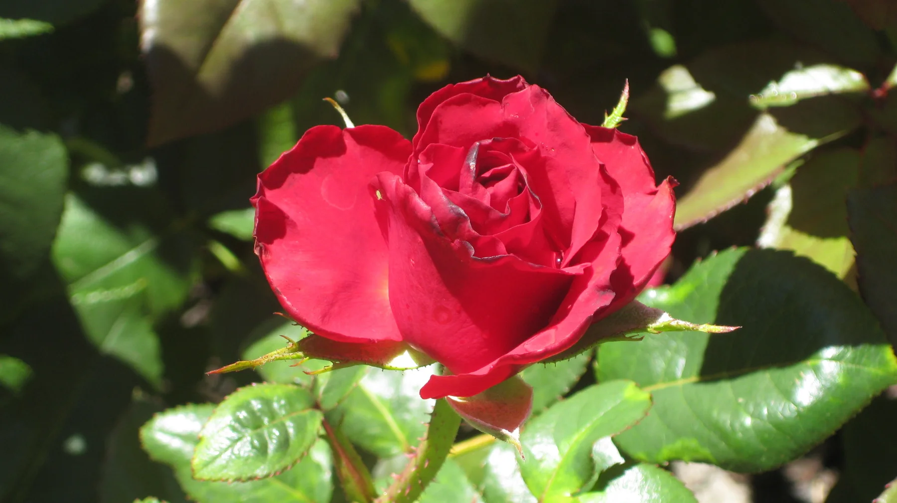A deep red rose opens against glossy green leaves.