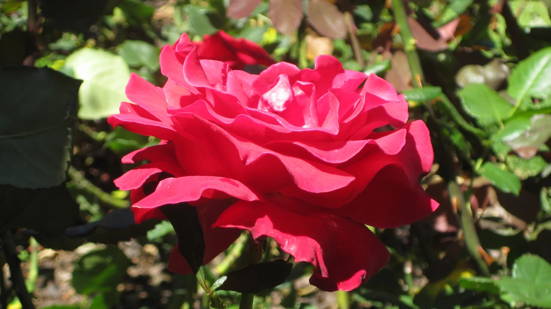 A red rose spreads layered petals in a side view.