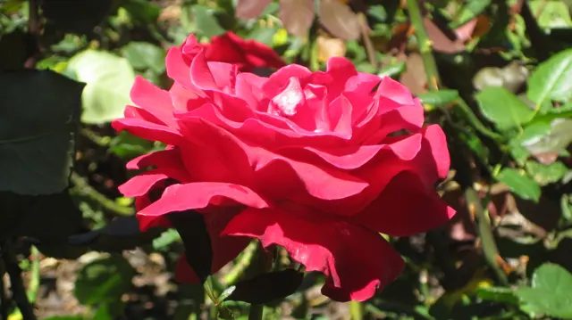 A red rose spreads layered petals in a side view.