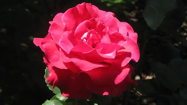 A full red rose stands against shaded foliage.
