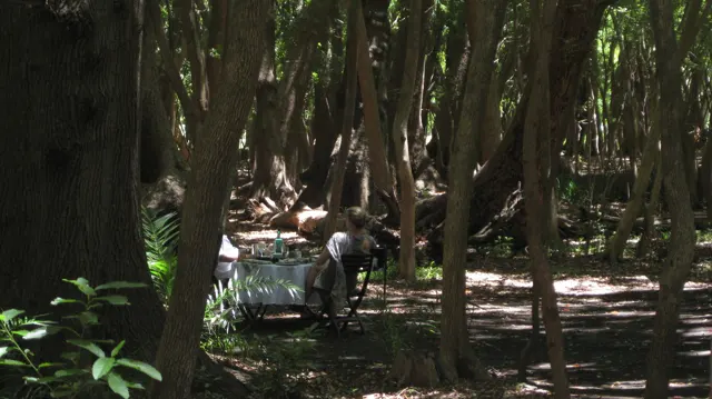 People stand among tall shaded trunks beside a small table.