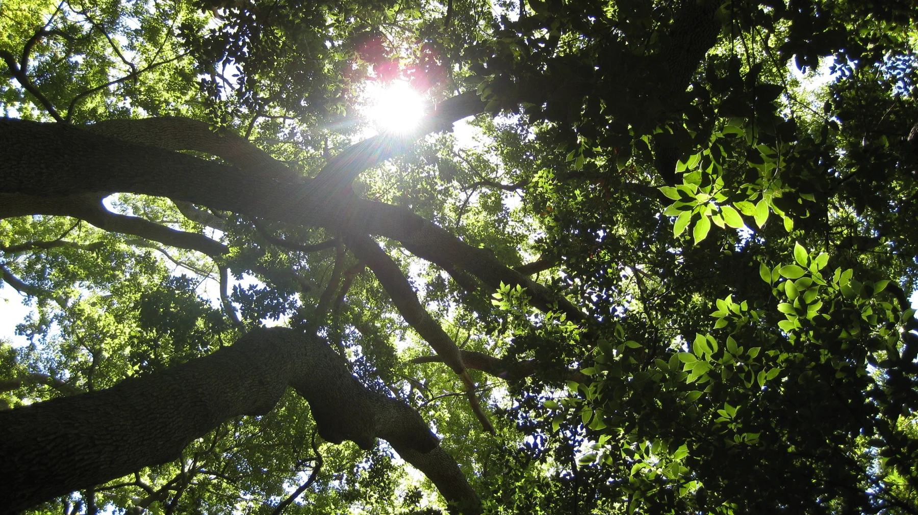 Sunlight shines through a dense canopy of green leaves.
