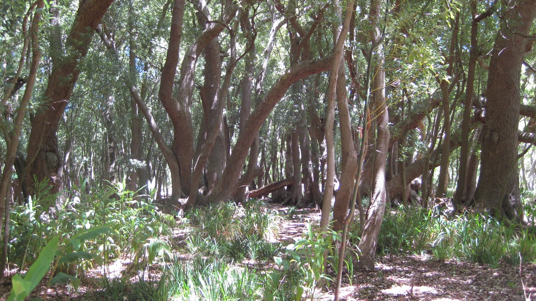 Reddish trunks rise close together above a leafy forest floor.