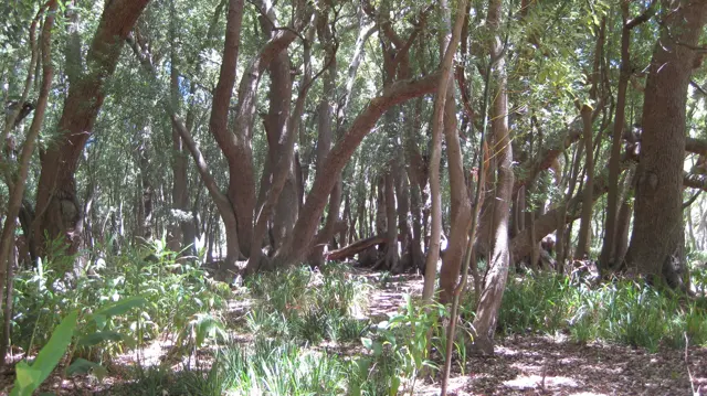 Reddish trunks rise close together above a leafy forest floor.