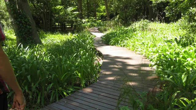 A wooden boardwalk curves between lush long-leafed plants.