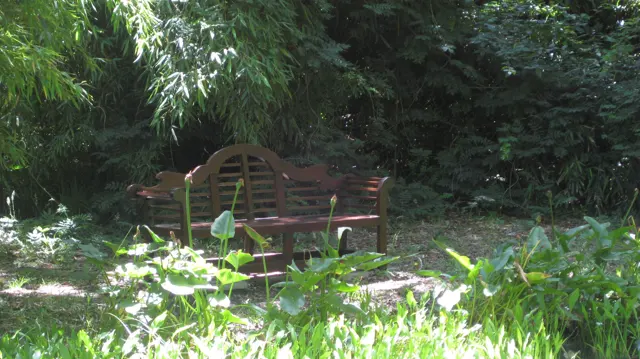 A wooden bench rests in a shaded leafy garden corner.