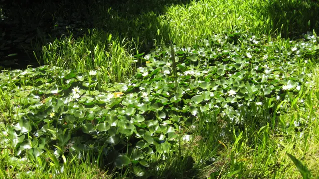 Glossy green leaves crowd a damp sunlit garden bed.