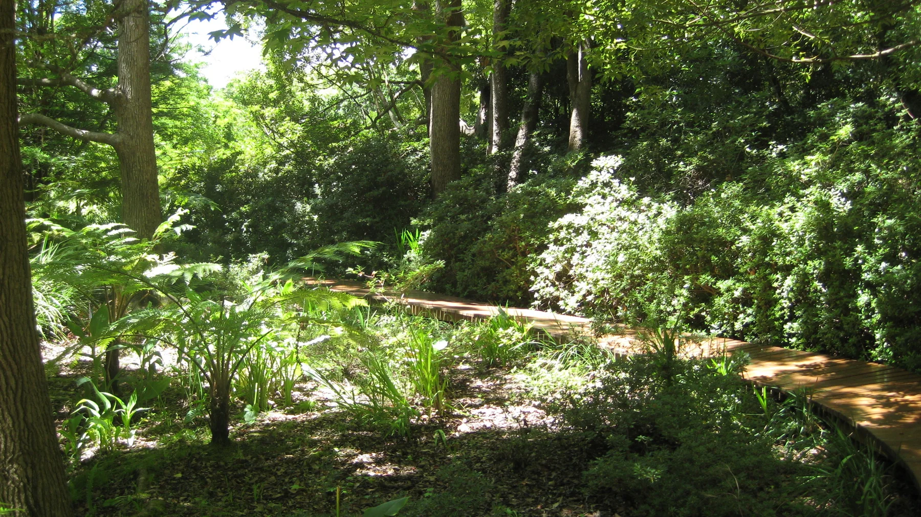 A narrow garden path passes beneath tall trees and dense foliage.