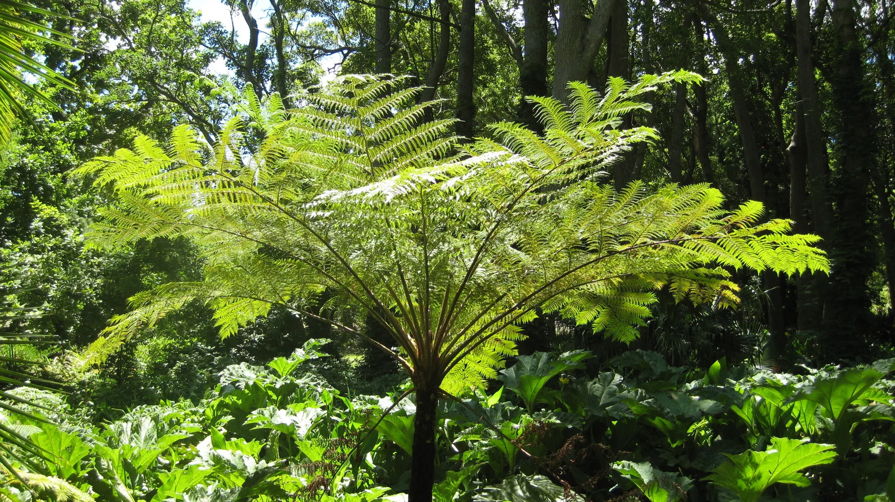 A tree fern spreads bright green fronds above low plants.