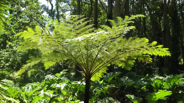 A tree fern spreads bright green fronds above low plants.