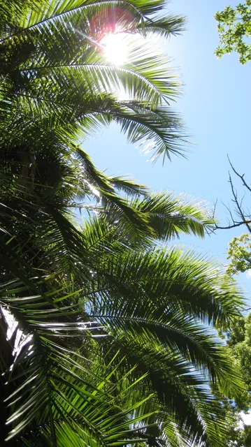 Sunlight shines between palm fronds against blue sky.