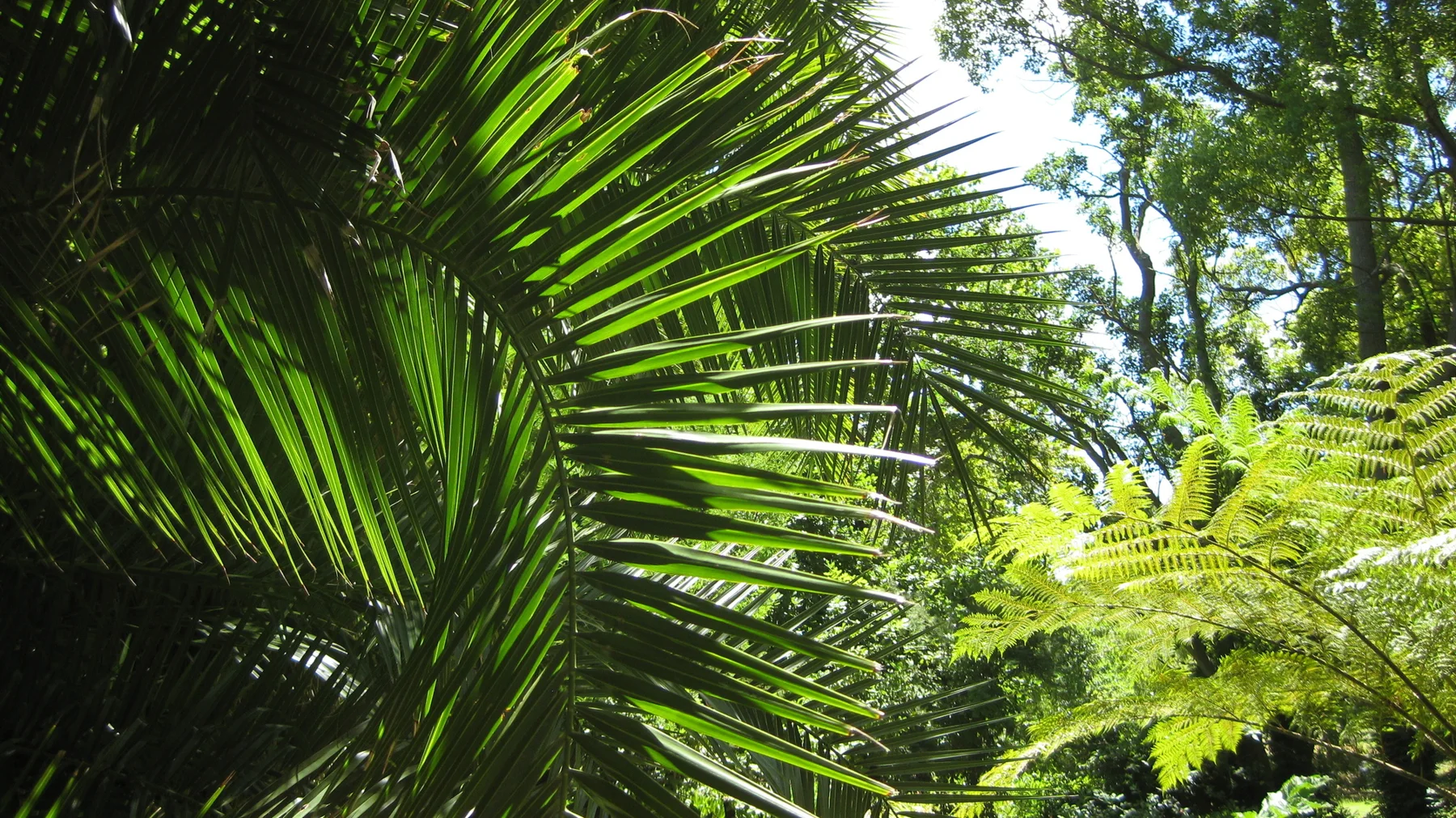 A broad green frond fans out in front of shaded trees.